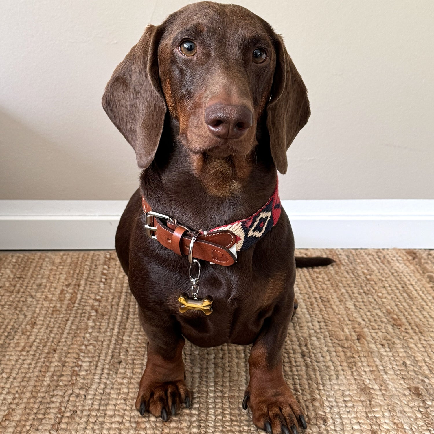 Hunde (und andere Halsband-Träger)
